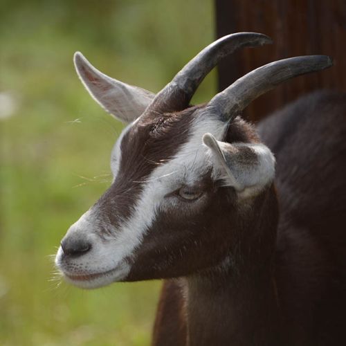 Gasthof Kanzlersgrund