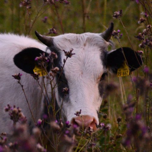 Gasthof Kanzlersgrund